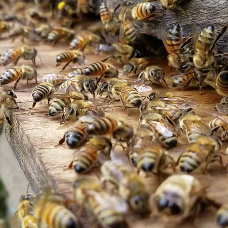 A swarm of bees on a woodpile